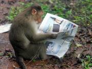 monkey reading.JPG